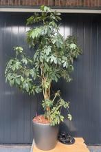 Mooie verrijdbare grijze pot met plant en aqua system, Volle zon, 100 tot 250 cm, Zomer, Overige soorten