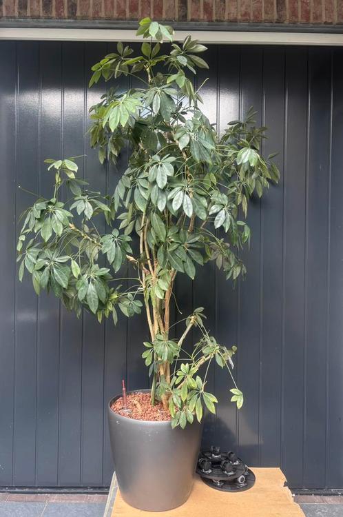 Mooie verrijdbare grijze pot met plant en aqua system, Tuin en Terras, Planten | Bomen, Overige soorten, 100 tot 250 cm, Volle zon