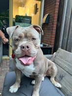 Old English Bulldog bijna 2 jaar oud, Rabiës (hondsdolheid), Reu, 1 tot 2 jaar, Bulldog