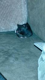 Hamster te koop, Dieren en Toebehoren, Knaagdieren, Hamster, Vrouwelijk, Tam, September