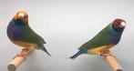 Gezocht, 2 gouldamadine popjes, Dieren en Toebehoren, Vogels | Overige Vogels, Vrouwelijk