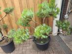 Pinus pinea vormsnoei, Tuin en Terras, Ophalen, Zomer, Volle zon