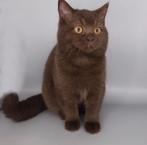 Brits korthaar kittens m/v, Meerdere dieren, Gechipt, 0 tot 2 jaar