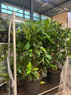 Grote Ficus cyathistipula – dikke stam, Ophalen, Ficus, Halfschaduw, Minder dan 100 cm