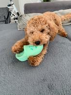 Toy pudel, Dieren en Toebehoren, Honden | Chihuahua's en Gezelschapshonden, 15 weken tot 1 jaar, Reu, Eén hond, Nederland