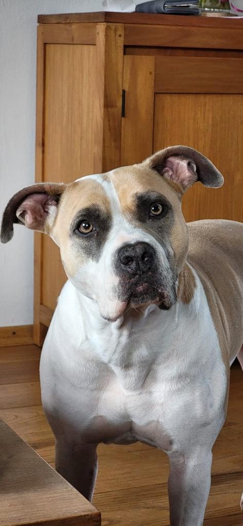 Amerikaanse Stafford, Dieren en Toebehoren, Honden | Bulldogs, Pinschers en Molossers, Teef, Overige rassen, Particulier, Eén hond