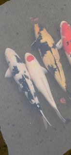Compleet bestand japanse koi 12 stuks tot circa 70cm, Dieren en Toebehoren, Karper of Koi