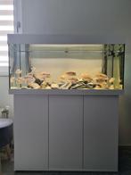 Aquarium Juwel Rio incl. onderkast, vissen en accessoires, Ophalen, Zo goed als nieuw, Gevuld zoetwateraquarium