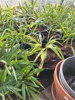 trachycarpus takagii, Ophalen of Verzenden, Bloeit niet, Overige soorten, Volle zon