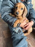 Dwerg/kaninch, Dieren en Toebehoren, Honden | Teckels en Dashonden, Rabiës (hondsdolheid), 8 tot 15 weken, Korthaar, Dwerg