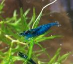 Blue dream garnalen aquarium vis, Dieren en Toebehoren, Vissen | Aquariumvissen, Kreeft, Krab of Garnaal