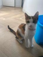 twee katten (moeder en dochter), Poes