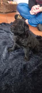 Labradoodle f3 x Labrador zwart blond Doodle poodle, Dieren en Toebehoren, Overige rassen, CDV (hondenziekte), 8 tot 15 weken