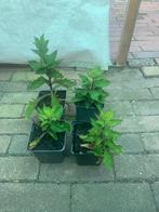 Te koop asters, Ophalen