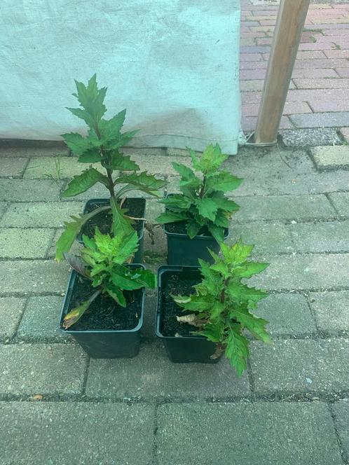 Te koop asters, Tuin en Terras, Planten | Tuinplanten, Ophalen