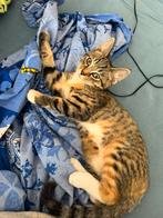 Poes Egyptische Mau, Dieren en Toebehoren, Katten en Kittens | Overige Katten, Poes, Kortharig, 0 tot 2 jaar