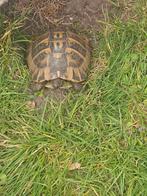 tortue hermanni boettgeri adulte de 15 A 20ANS, 0 tot 2 jaar