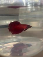 Champion Halfmoon Betta vrouw, Vis