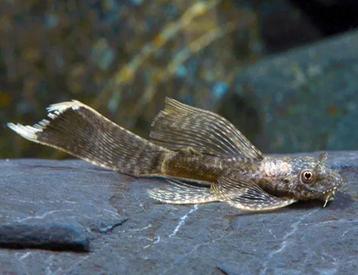 Bruine Ancistrus Long Fin beschikbaar voor biedingen