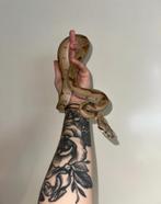 Hypo jungle het snow boa vrouw, Slang, Tam, 0 tot 2 jaar