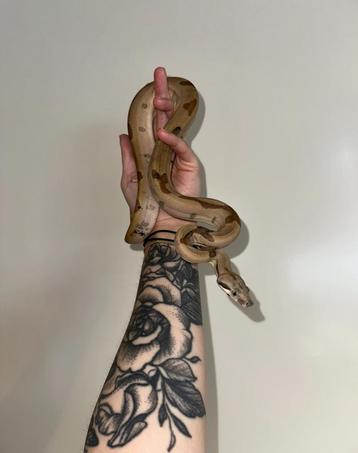 Hypo jungle het snow boa vrouw beschikbaar voor biedingen