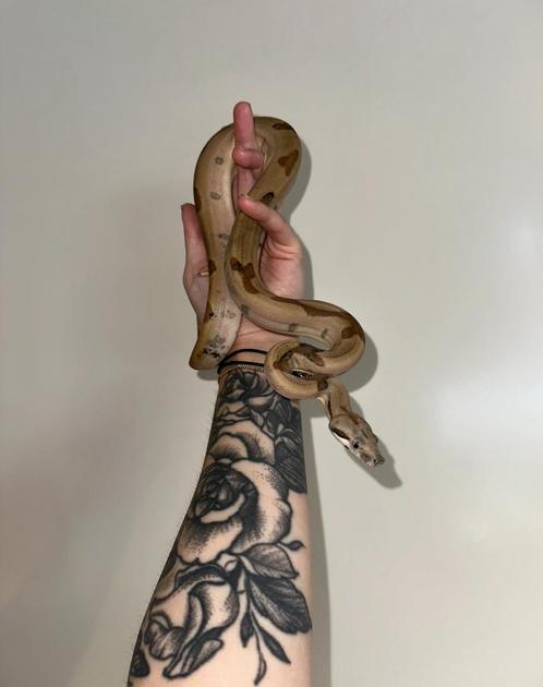 Hypo jungle het snow boa vrouw, Dieren en Toebehoren, Reptielen en Amfibieën, Slang, 0 tot 2 jaar, Tam