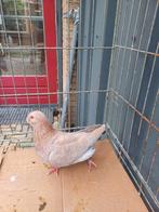 Jonge duif, Dieren en Toebehoren, Mannelijk