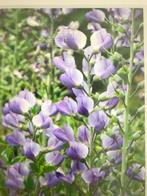 Zaden baptisia australis blauw, Tuin en Terras, Bloembollen en Zaden, Ophalen of Verzenden, Voorjaar, Volle zon, Zaad