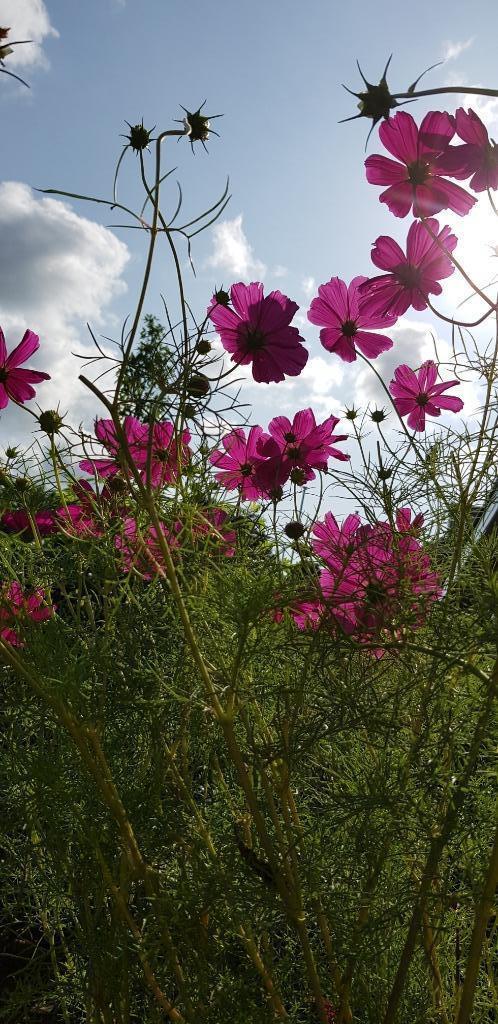 Bio zaden Cosmos donkerroze. Vrolijke zomerbloeier., Tuin en Terras, Bloembollen en Zaden, Zaad, Voorjaar, Volle zon, Ophalen of Verzenden