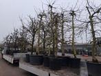 Groot assortiment laagstam fruitbomen appel peer pruim kers, Lente, In pot, Ophalen of Verzenden, Halfschaduw