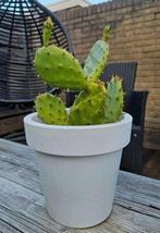 Vijgcactus Opuntia ficus kamer plant plant vijgcactus, Ophalen, Overige soorten, Minder dan 100 cm