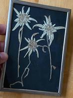 Antiek zilverkleur schilderijtje 3 gedroogde Edelweiss bloem, Antiek en Kunst, Kunst | Schilderijen | Klassiek, Ophalen of Verzenden