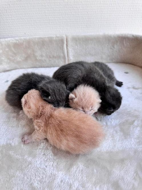 Britse korthaar kittens, Dieren en Toebehoren, Katten en Kittens | Raskatten | Korthaar