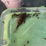 L 519 ancistrus kweek koppel, Vis