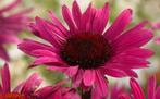 Echinacea ‘Fatal Attraction’, Ophalen, Zomer, Overige soorten, Volle zon