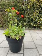 Bloempot met klaproos (papaver), korenbloem & boompje, Tuin en Terras, Ophalen, Overige soorten, Volle zon