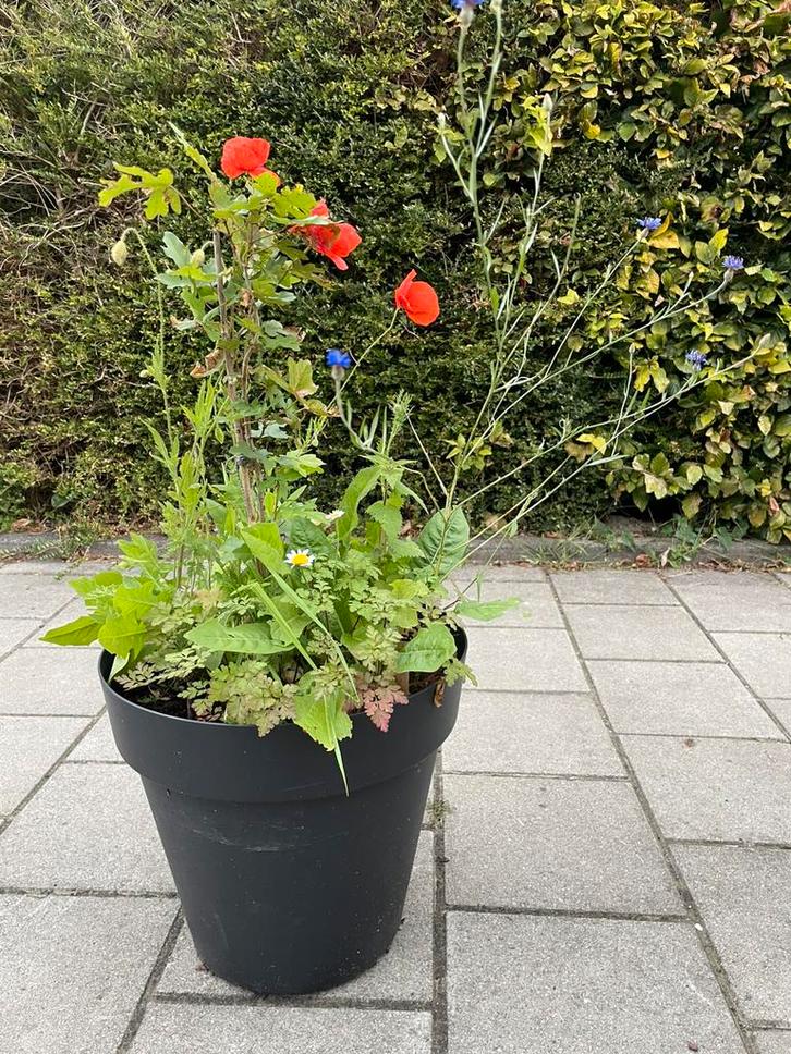 Bloempot met klaproos (papaver), korenbloem & boompje, Tuin en Terras, Planten | Tuinplanten, Overige soorten, Volle zon, Ophalen