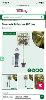 NIEUW!! Leilinde. Leiboom. Steeneik. Wintergroen., Tuin en Terras, Planten | Bomen, Ophalen, Volle zon, Overige soorten