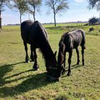 Fries merrie veulen, Dieren en Toebehoren, Paarden, Merrie, Minder dan 160 cm, Gechipt, 0 tot 2 jaar
