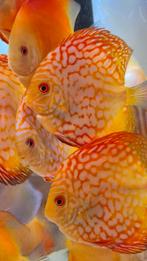 Discusvissen, Dieren en Toebehoren, Vissen | Aquaria en Toebehoren, Ophalen of Verzenden