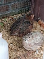 3 jonge haantjes gratis, Mannelijk, Kip