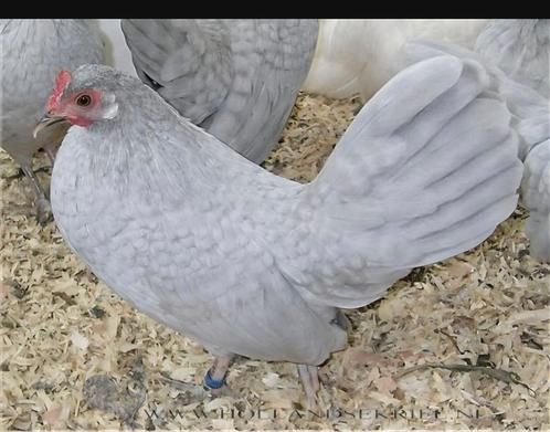 Hollandse kriel hennetjes gezocht., Dieren en Toebehoren, Pluimvee, Kip, Vrouwelijk