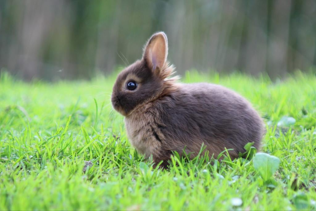Kleurdwerg dwerg konijn tan, Meerdere dieren, Dwerg, 0 tot 2 jaar