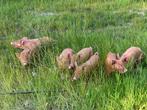 Mooie Tamworth biggen, Dieren en Toebehoren, Meerdere dieren, Varken, 0 tot 2 jaar