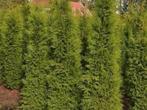 Conifeer “THUJA”, Ophalen of Verzenden, Bloeit niet, Overige soorten, Volle zon