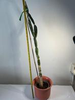 89+cm Opuntia Elata cactus 3jr oud 19cm pot, Ophalen of Verzenden, Cactus, Minder dan 100 cm