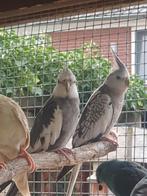 Te koop koppel valkparkieten, Meerdere dieren, Parkiet