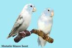 Gezocht: Blauw bonte forpussen., Meerdere dieren, Dwergpapegaai of Agapornis, Geringd
