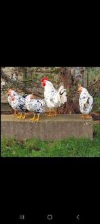 Broedeieren van de bonte leghorn te koop, Dieren en Toebehoren, Pluimvee, Meerdere dieren, Kip