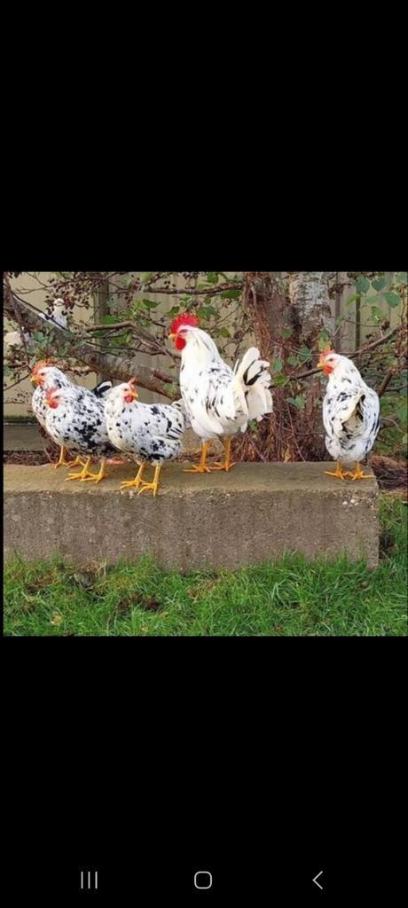 Broedeieren van de bonte leghorn te koop, Dieren en Toebehoren, Pluimvee, Kip, Meerdere dieren